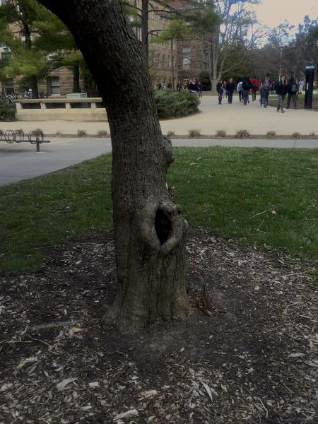A squirrel peeks out from behind a tree outside of Altgeld Hall.