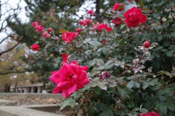 A rose bush still in bloom outside Loomis Lab.