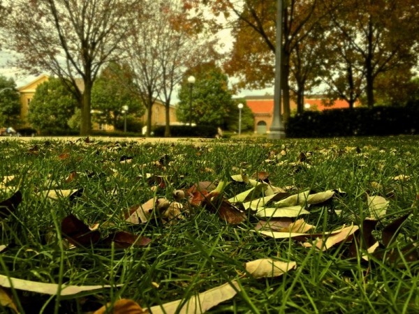Fall leaves on the lawn outside Grainger Library.