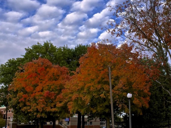 Fall colors outside the Beckman Institute.