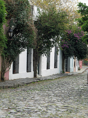 Street view with Santa Rita purple flowers.