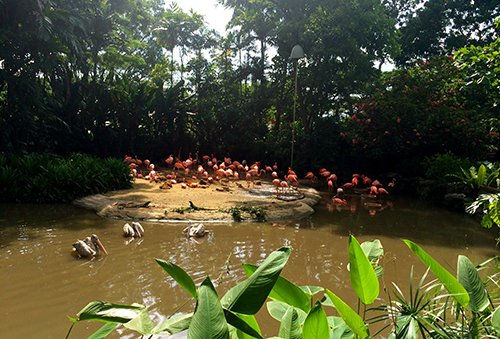 Exotic birds at Jurong Bird Park.
