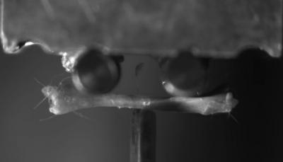 Three point bending test of a mouse tibia. (Photo credit Zachary T Berent) 