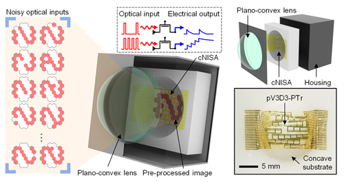 Schematic illustrations and photo of the curved neuromorphic imaging device based on MoS2-organic heterostructure. Photon-triggered synaptic plasticity enables a weighted electrical output from massive optical inputs.